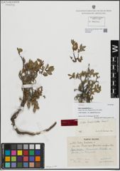 Foto von Salix hastata var. alpestris Andersson